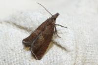 Dichrorampha acuminatana