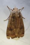 Noctua pronuba