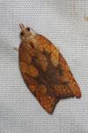 Acleris rhombana