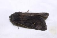 Aporophyla nigra