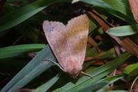 Cirrhia ocellaris
