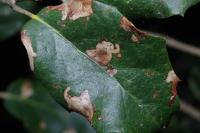 Ectoedemia heringella