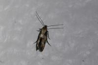 Mompha divisella