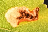 Eriocrania sparrmannella