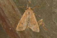 Sunira circellaris