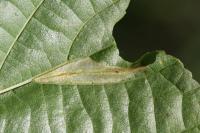 Phyllonorycter rajella