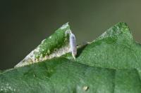 Phyllonorycter rajella