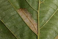 Phyllonorycter rajella