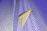 Rhodometra sacraria