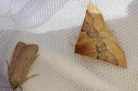 Crocallis tusciaria