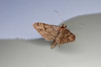 Gymnoscelis rufifasciata