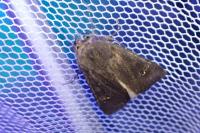 Aporophyla nigra