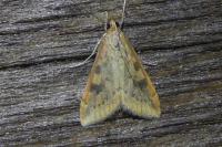Udea ferrugalis