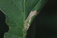 Phyllonorycter nicellii