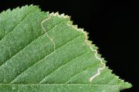 Stigmella microtheriella