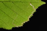 Stigmella microtheriella