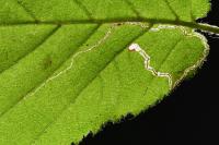 Stigmella microtheriella