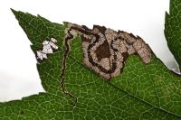 Stigmella