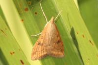 Udea ferrugalis