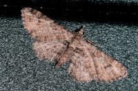 Gymnoscelis rufifasciata