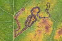 Acalyptris platani