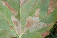 Phyllonorycter platani