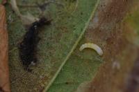 Phyllonorycter platani