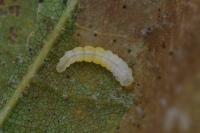 Phyllonorycter platani