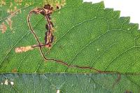 Lyonetia clerkella