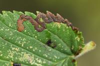 Stigmella lemniscella