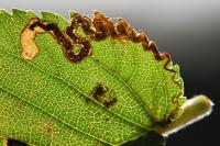 Stigmella lemniscella