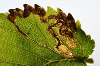 Stigmella lemniscella