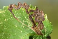 Stigmella lemniscella