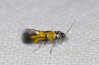 Chrysoesthia drurella