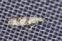 Scythropia crataegella