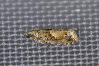 Epinotia immundana