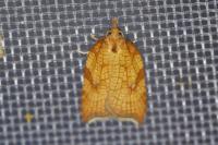 Acleris rhombana