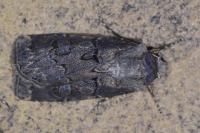 Agrotis bigramma