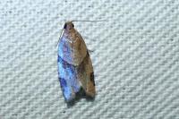 Clepsis peritana