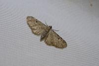 Eupithecia virgaureata