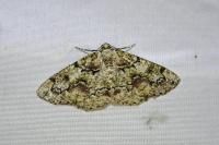Cleorodes lichenaria