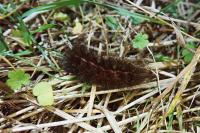 Spilosoma lubricipeda