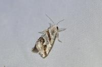 Eublemma candidana