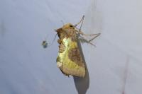 Diachrysia chrysitis/stenochrysis