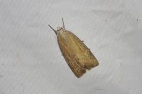 Chilodes maritima