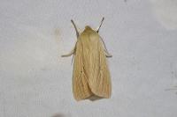 Mythimna pallens