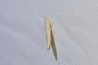 Batrachedra parvulipunctella