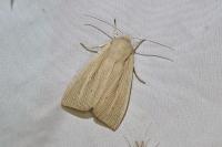 Mythimna straminea