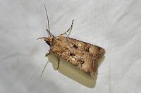 Agrotis trux
