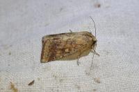 Helicoverpa armigera
